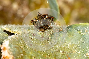 Black Linded Sapsucking Slug , Tiger Butterfly