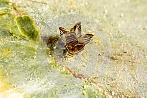 Black Linded Sapsucking Slug , Tiger Butterfly