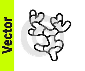 Black line Ginger root icon isolated on white background. Vector