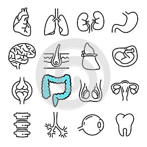 Black line Internal Organs icons set. Includes such Icons as Liver, Heart, Embryo.