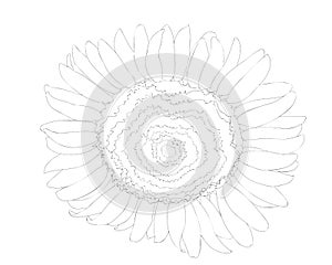 Black line sunflower flower isolated on the white background