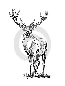 Black line vector drawing of wild deer isolated on white background