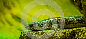 Black lined plated lizard in closeup, tropical lizard specie from Africa