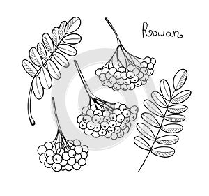 Black liner set Rowan Tree. Isolated elements of rowanberry or ashberry. Sketch leaves and cluster of Sorbus berry. Brunch of sorb