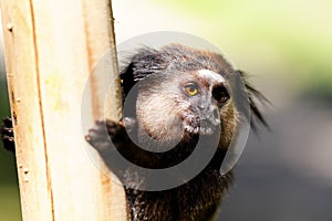 Black Lion Tamarin holding a post photo