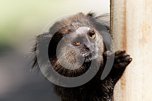 Black Lion Tamarin hung on a post photo