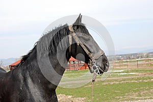 Black Lipizzan horses