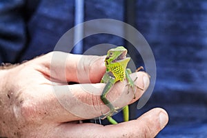 Black lipped lizard or Calotes nigrilabris