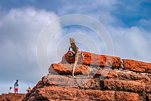 Black-lipped lizard on the red brick wall. Sigiriya Lion Rock. Sri Lanka.