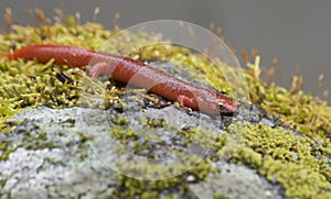 Black lipped orange Salamander on green leaf.