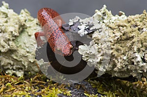 Black lipped orange Salamander on green moss.