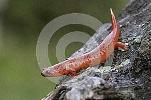 Black Lipped Salamander sits on a rock in the Great Smoky MOuntains.