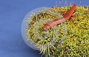 Black Lipped Salamander sitting on green moss.