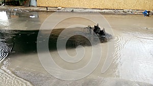 Black liquid overflow from a sewer cover.