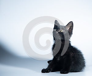 Black little cat in close up