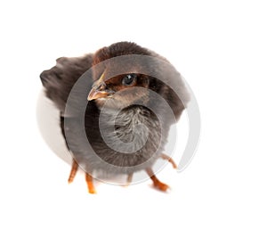 Black little chicken with broken egg isolated on white background