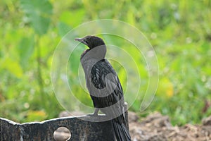 Black little cormorant bird perched atop a metal outdoor bench