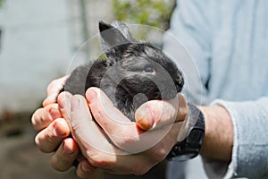 black little rabbit in hand.