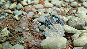 Black little spider on the ground