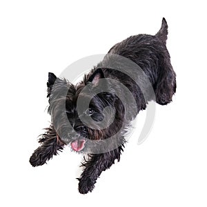 Black little terrier lying down in white background .view from a