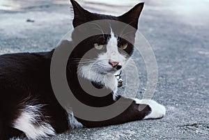 A black and little white unbridled cat lies on concrete floor.