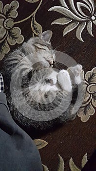 Black littlecat sleeping