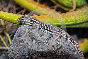 Black lizard, blue patches. Filfola lizard laurentiimuelleri photo
