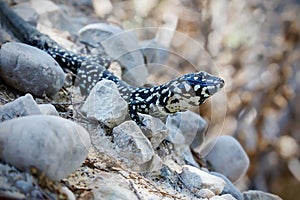 Black lizard Podarcis filfolensis laurentiimuelleri photo