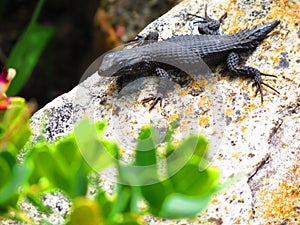 Black lizard on Rock photo