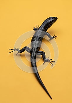 A black lizard with a shiny,