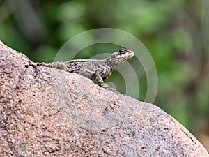 Black lizard sitting on a rock on the morning and basking in the sun.