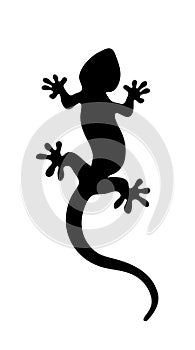 Black lizard on white background