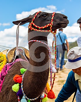 Black Llama posing - Llama negra posando photo