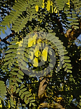 Black locust branches with green leafs and unripe fruits