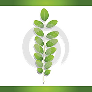 Black locust leaf. Vector illustration decorative design