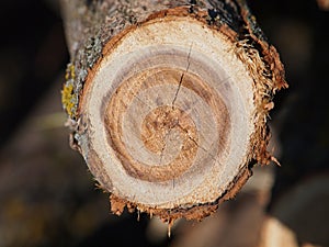 Black locust log, cross section