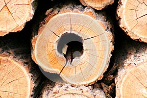 Black locust logs
