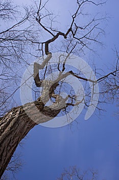 Black Locust Robinia pseudoacacia in Winter