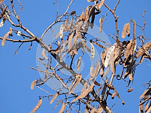 Black locust tree pods