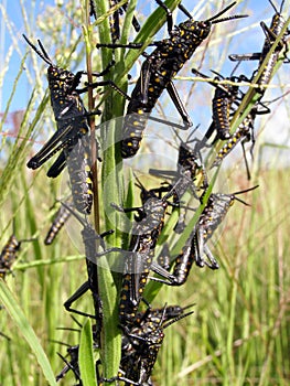 Black locusts