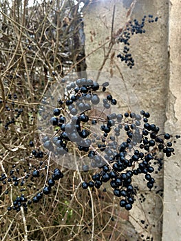 Black lonely berries on a bare tree branch. Against the wall. Winter