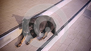 Black Lonely Sad Stray Dog Lying on Staircase