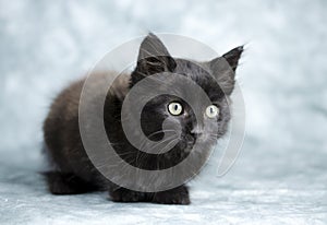 Black long hair kitten photo
