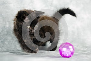 Black long hair kitten playing with pink ball photo