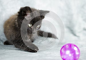 Black long hair kitten playing with pink ball photo