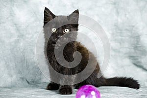 Black long hair kitten playing with pink ball photo