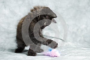Black long hair kitten playing with pink mouse feather photo