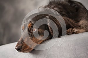 A black long-haired dachshund with soulful eyes