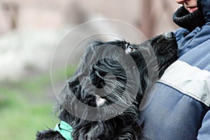 Black long-haired dog faithfully looks at a woman in working uniform