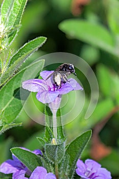 A Black Long-horned Bee on a Wild Petunia